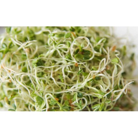 Проростки красного клевера,100грамм Проростки красного клевера,100грамм