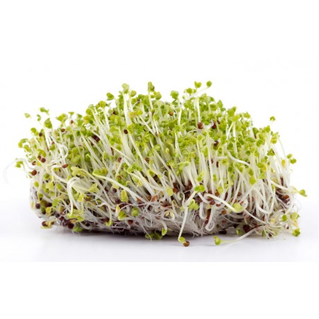 Проростки горчицы , 100грамм