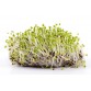 Проростки горчицы , 100грамм