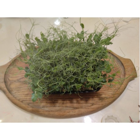 Зелень горошка Мадрас (на корню) Зелень горошка Мадрас (на корню)