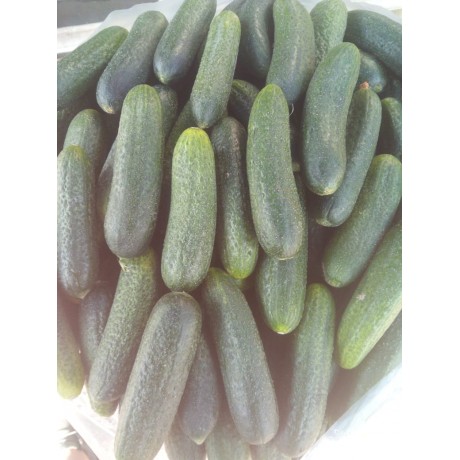 Огурцы свежие, 1 кг Огурцы свежие, 1 кг
