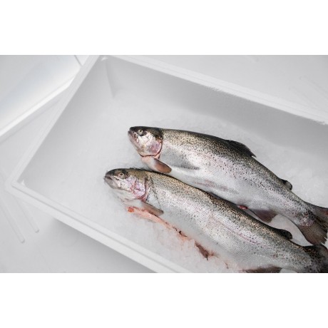 Форель морская охлажденная  1+