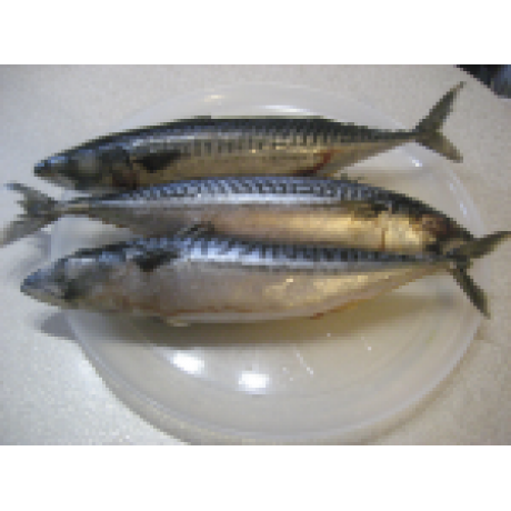 СКУМБРИЯ тушка с/м, упак. (весовая) СКУМБРИЯ тушка с/м, упак. (весовая)