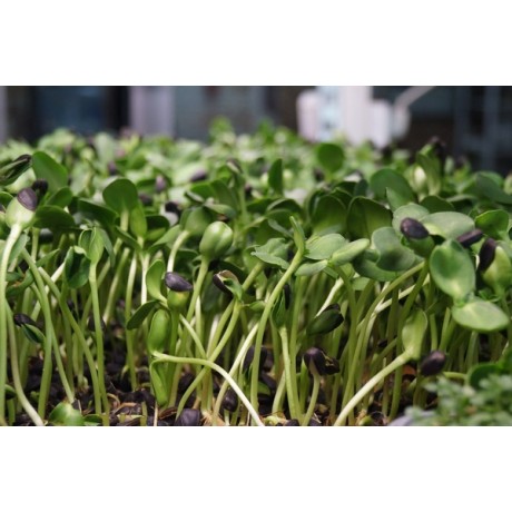 Микрозелень подсолнечника Микрозелень подсолнечника