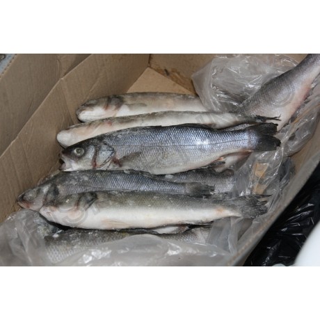 Сибас с/м, 300-400, 5 кг кор. Сибас с/м, 300-400, 5 кг кор.